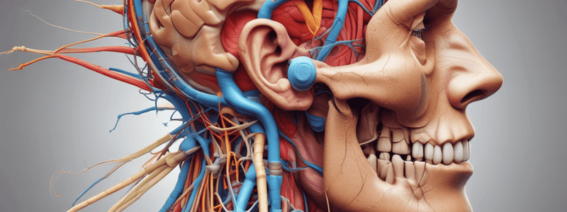 Cranial Nerves and Ear Anatomy Quiz