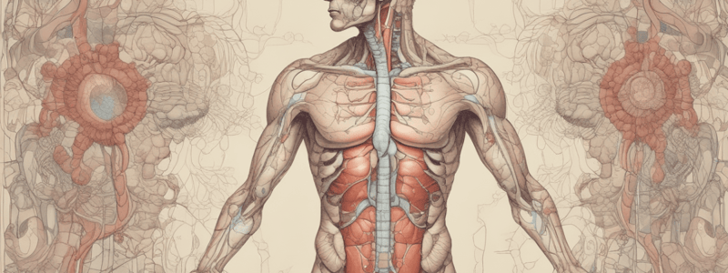 Endocrine Glands Quiz