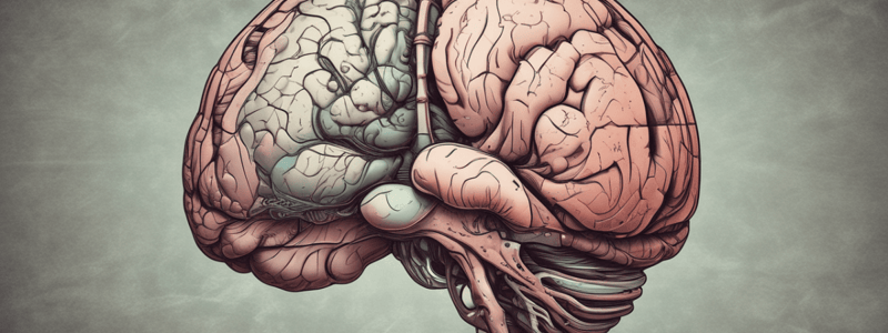 Cerebellum Anatomy