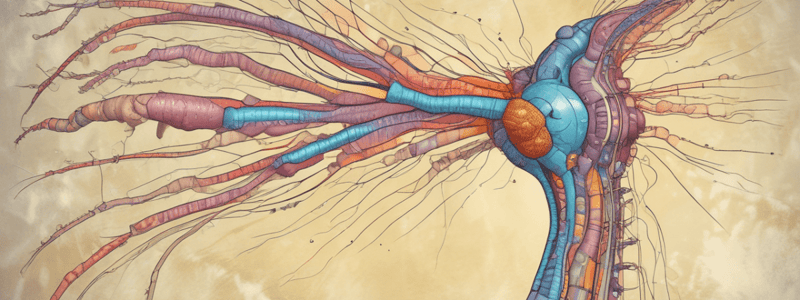 Pain Signal Transmission in the Spinal Cord