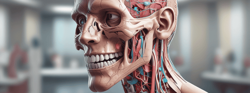 Anatomy of the Mouth and Throat