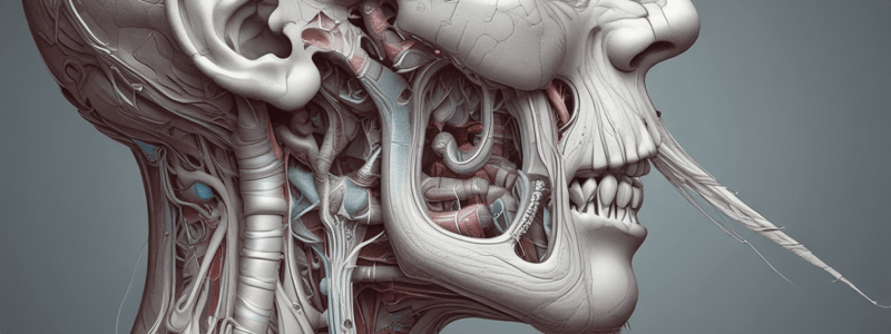 Blood Supply to the Nasal Cavity