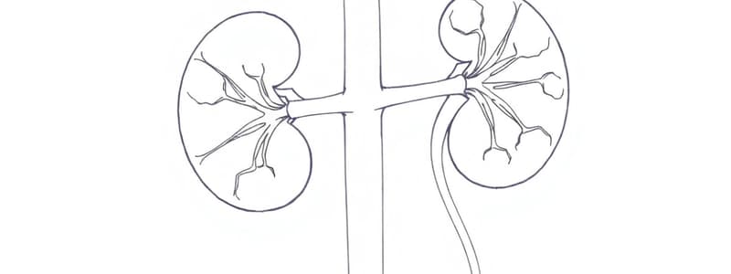 Sistema Renina-Angiotensina: Funzioni e Meccanismi (Fisiologia 31)