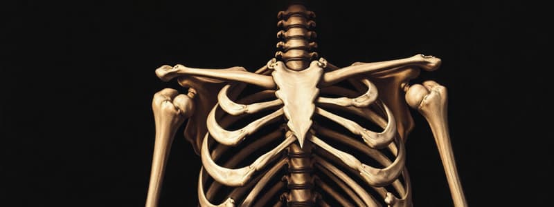 Osteology: Bone Structure Overview