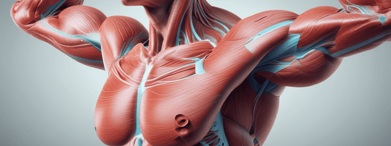 Kinesiology: Forces and Vectors in Muscle Anatomy