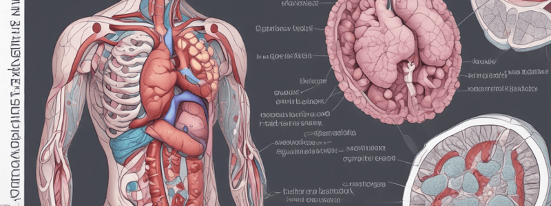 Anatomy of the Pancreas