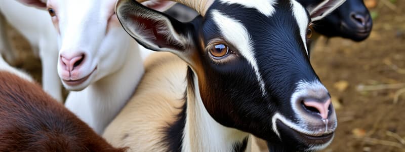 Goat Breeds Quiz: Industry Standards