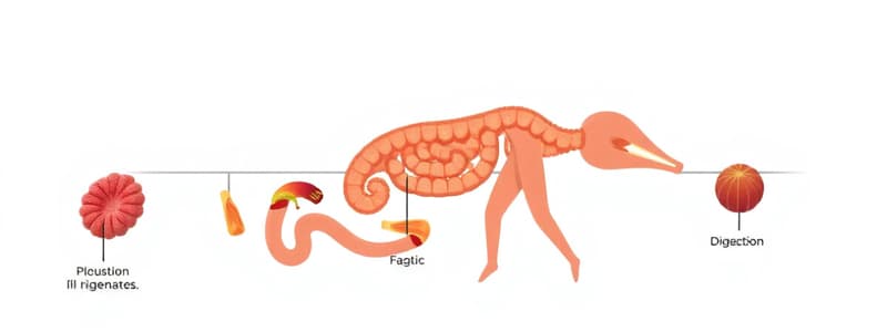 Food and Digestion