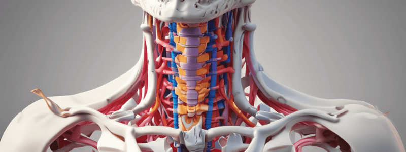 Human Vertebral Column Anatomy