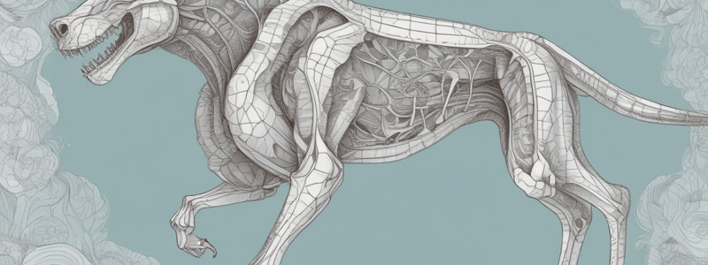 Organization of Animal Bodies: Tissues and Organ Systems