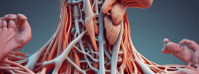 Types of Joints in Anatomy