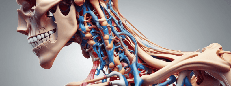 Structure and Functions of the Human Spine