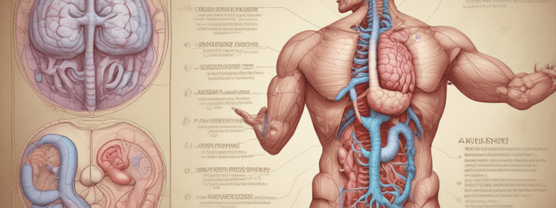 Anatomy of the Pancreas