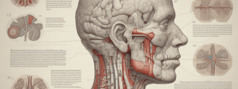 Boundaries of Lung and Pleura