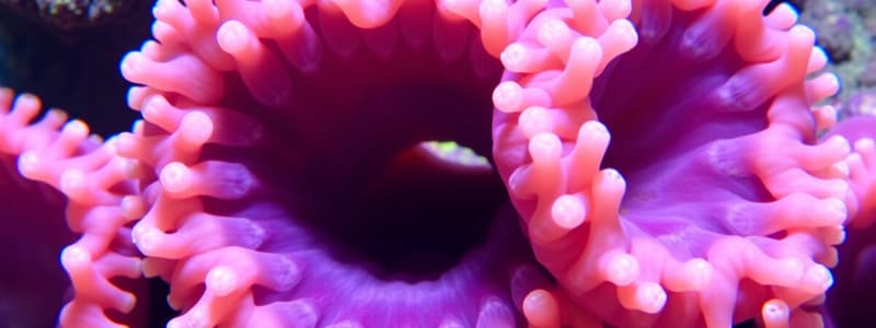 Biology: Sponges and Cnidarians Overview