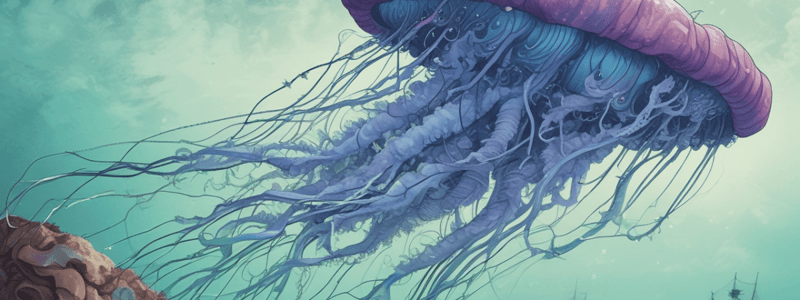 Portuguese Man o’ War