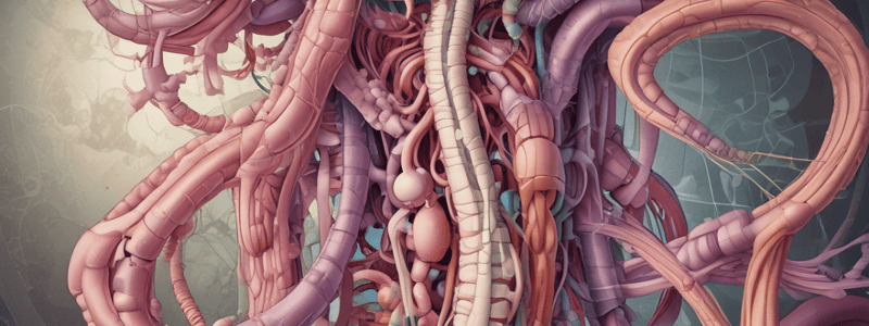 Lower GI Tract Anatomy Quiz