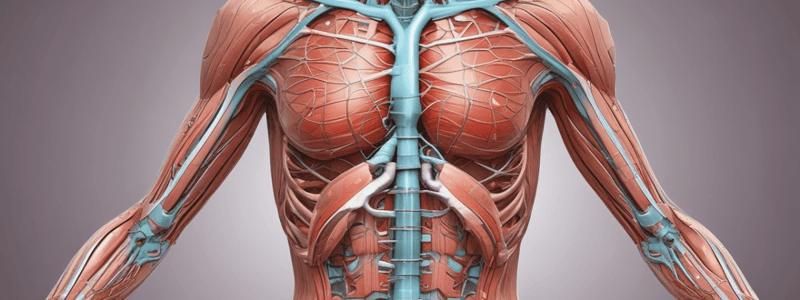 Anatomy of the Abdominal Wall