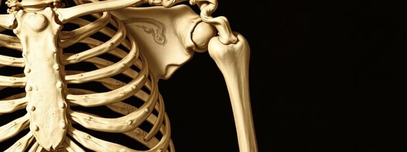 Skeletal System and Bone Structure Quiz