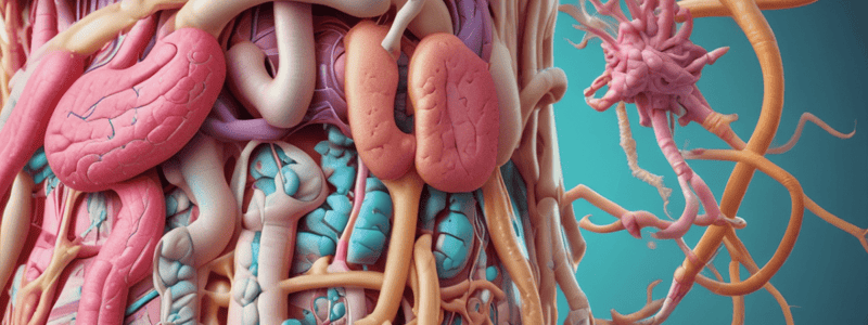 Digestive System Nerve Supply and Layers Quiz