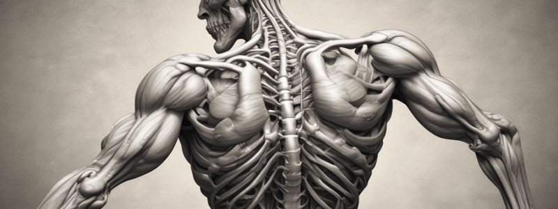 Skeletal Muscle: Types and Functions