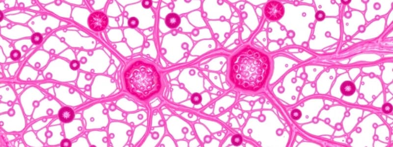 Histologie des Tissus Musculaires