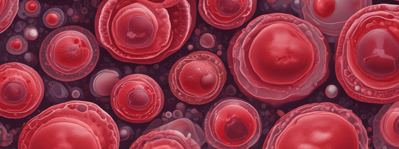 Blood Cell Production During Gestation