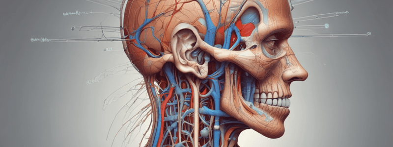 Nervio Maxilar Anatomy