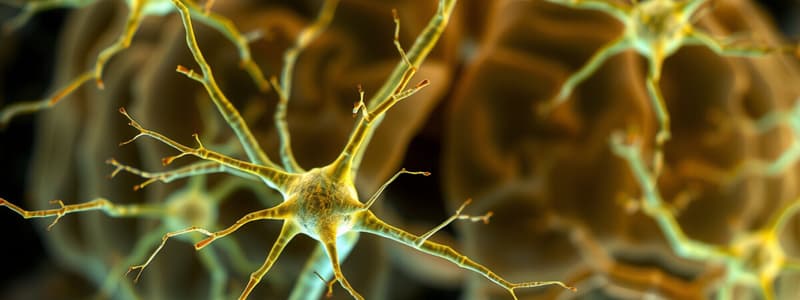 Neuroscience Basics: Glial Cells and Neurons