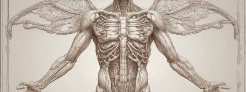 Anatomy of Mediastinum