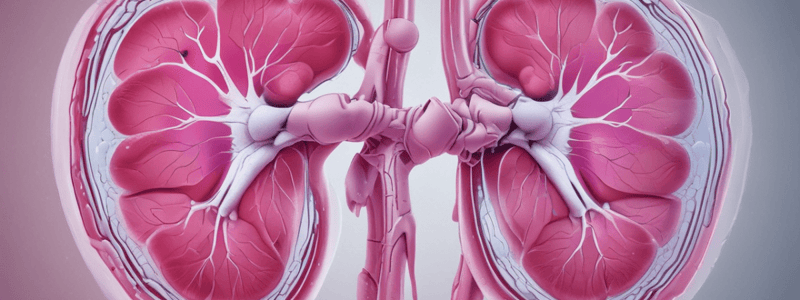 Review of Kidneys, Male Bladder, and Prostate Ultrasound Imaging