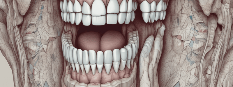 Anatomy of Teeth Surfaces