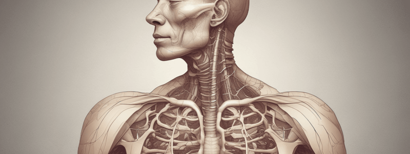 Airway Anatomy and Physiology