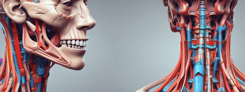 Submental and Submandibular Triangles Anatomy