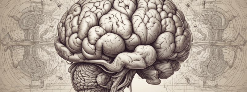 The Cerebellum Introduction