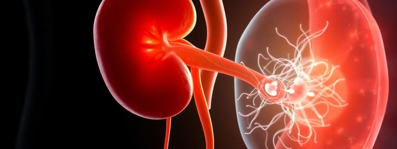 Kidney Development Stages