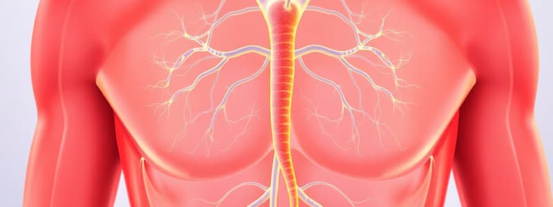 Endocrine System Quiz (BMS Learning Outcomes)