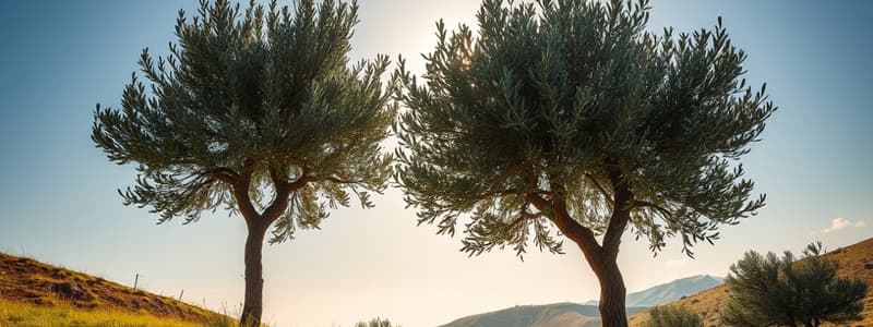 Allegory of the Olive Trees Overview