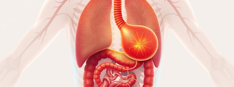 Digestive and Respiratory Systems Quiz