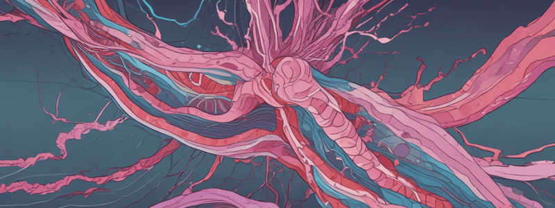 Excitation Contraction Coupling in Muscle Contraction