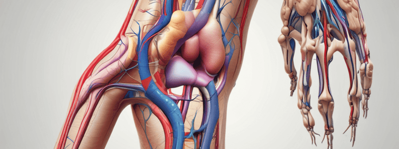 Lower Limb Nerve and Artery Branches Anatomy