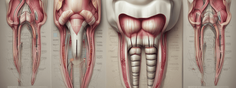 Dental Development Stages Quiz