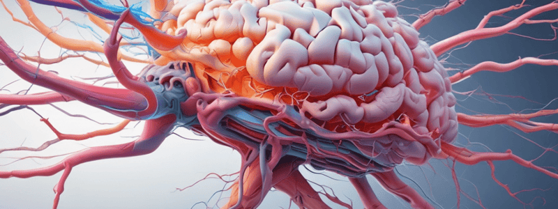 Gross Neuroanatomy