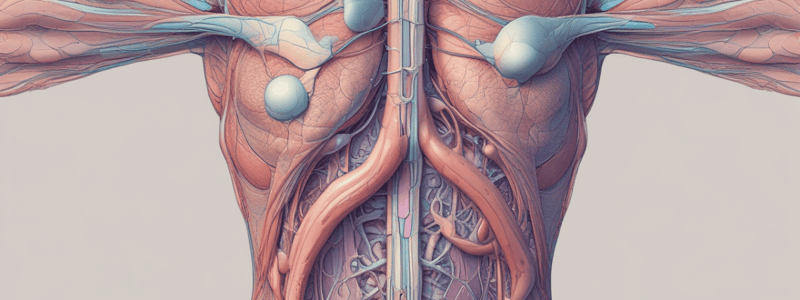 Connective Tissue Functions Quiz