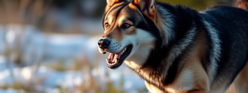 Balto, the Heroic Dog: A Historical Quiz