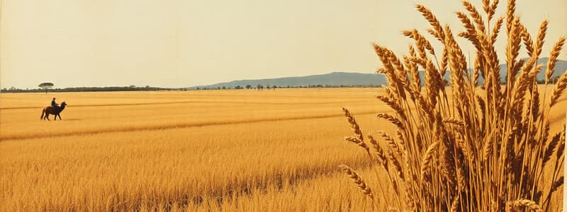 Teff: History and Cultivation Overview