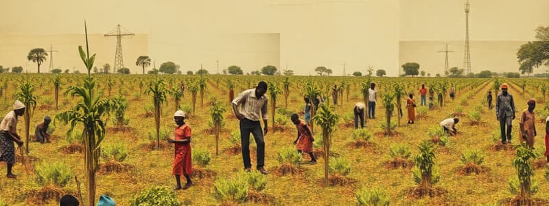 Cashew Cultivation in Nigeria