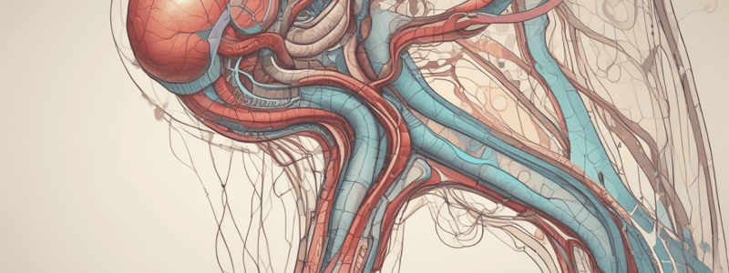 Anatomy of the Kidney