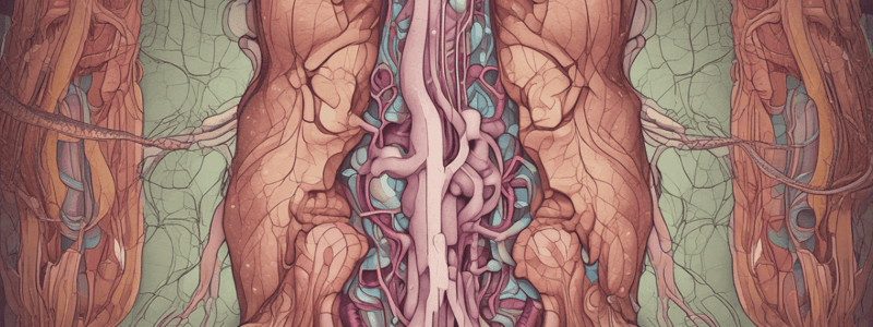 Renal Corpuscle Filtration in Urinary System