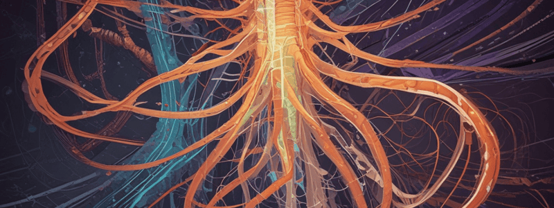 Spinal Cord and Tracts in Brain and Nervous System